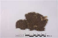 藏品(蘚類 )的圖片